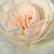 Wit - Floribunda roos - Szent Margit